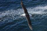 Black-browed Albatross 